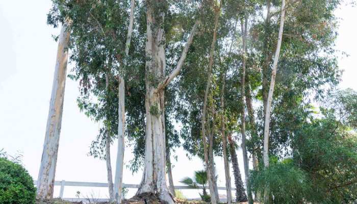 eucalyptus-tree