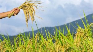 धान की फसल